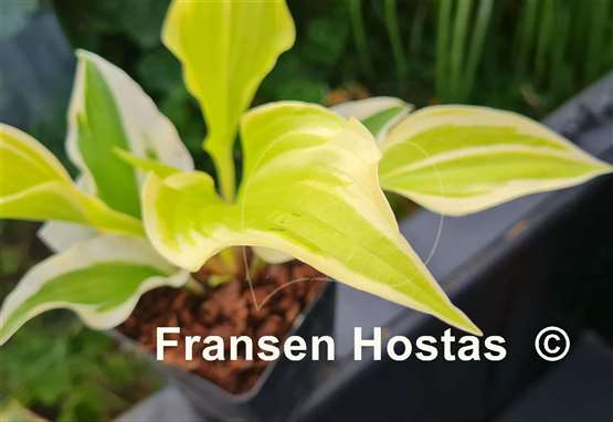 Hosta German Hostimist