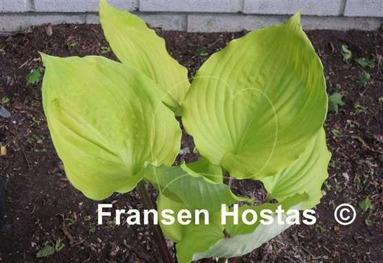 Hosta German Sundown