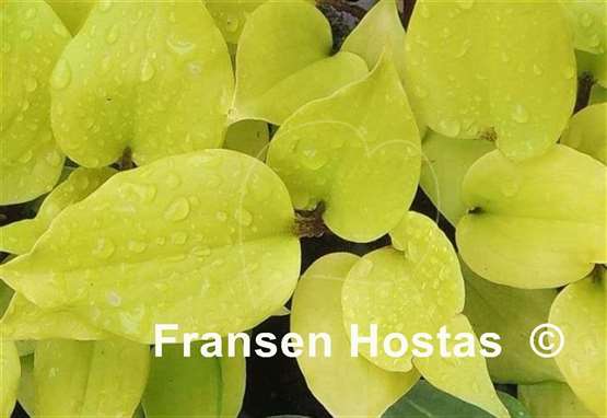 Hosta German Sundown