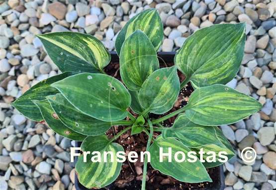 Hosta Gertie