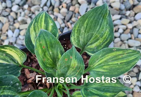 Hosta Gertie