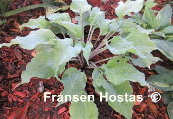 Hosta Ghastly Vision