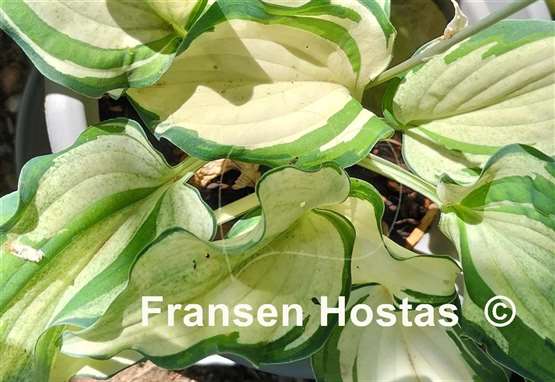 Hosta Ghost Spirit