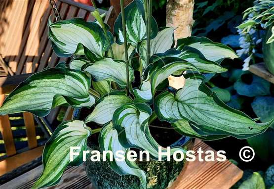 Hosta Ghost Spirit