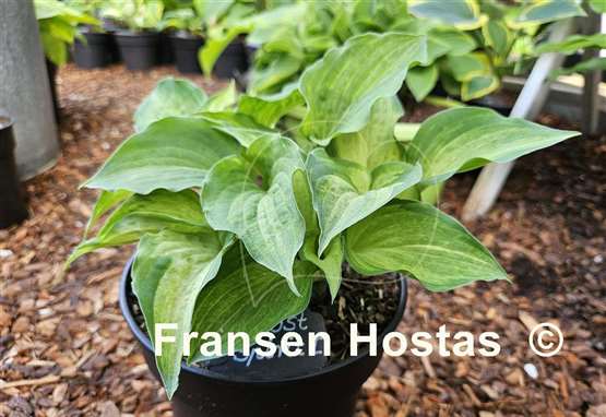 Hosta Ghost Spirit