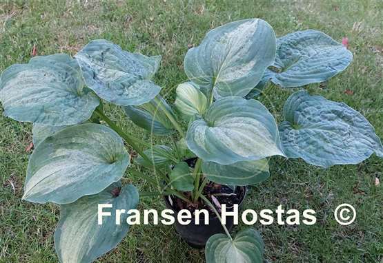 Hosta Ghostmaster