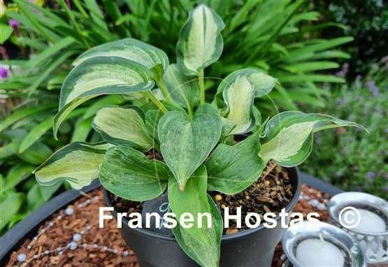 Hosta Ghostmaster
