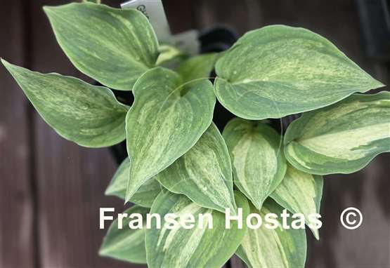Hosta Ghostmaster