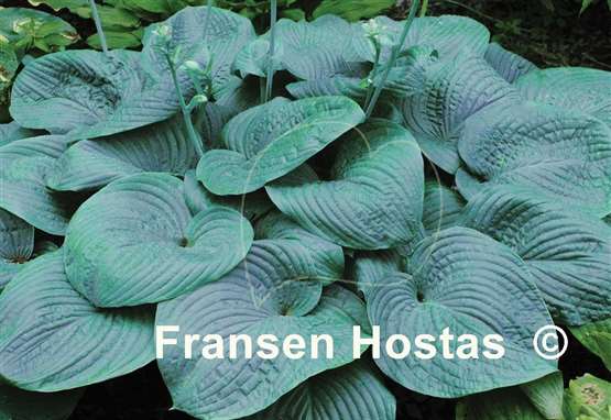 Hosta Giant FH Collection 2024