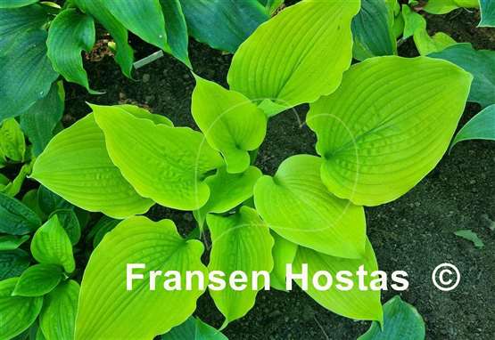 Hosta Giantland Golden Goddess