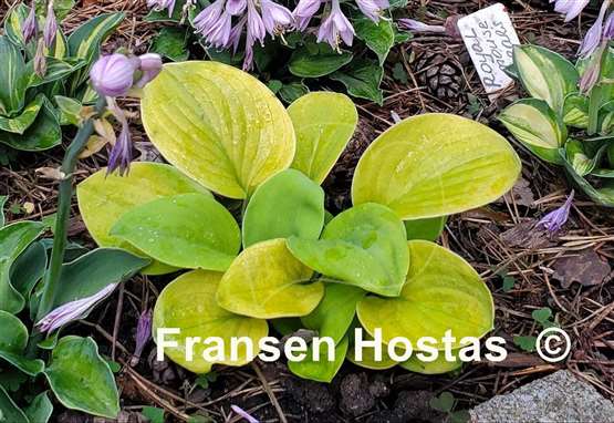 Hosta Giantland Mouse Cheese