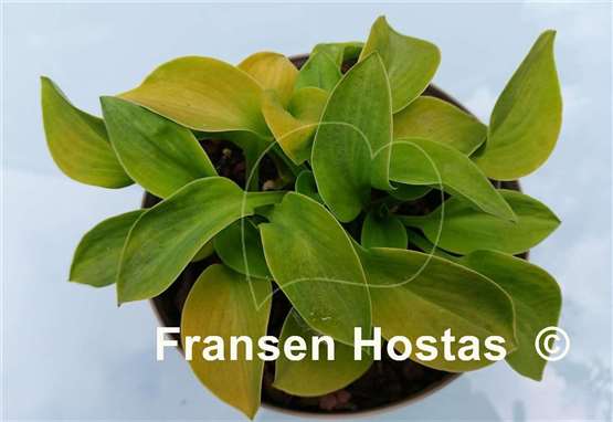 Hosta Giantland Mouse Cheese