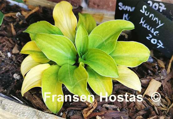 Hosta Giantland Sunny Mouse Ears