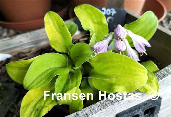 Hosta Giantland Sunny Mouse Ears