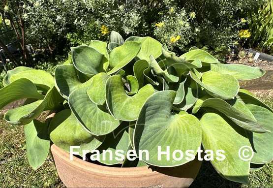 Hosta Giantland Sunny Mouse Ears
