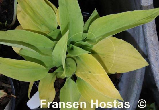Hosta Giantland Mouse Cheese