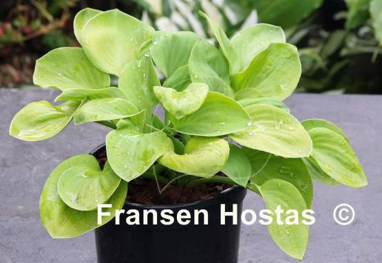 Hosta Giantland Mouse Cheese