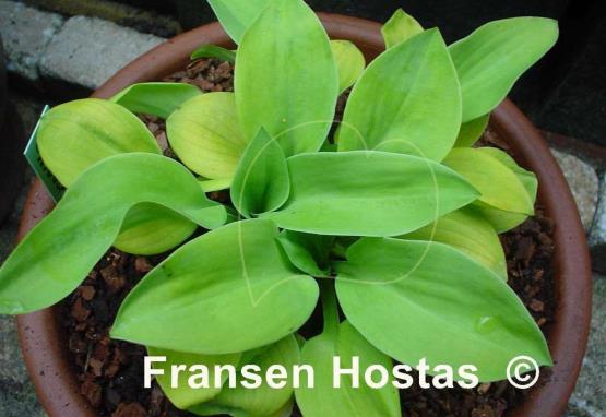 Hosta Giantland Mouse Cheese