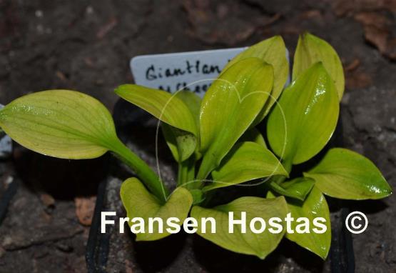 Hosta Giantland Mouse Cheese