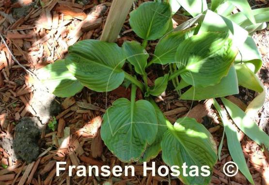 Hosta Giantland Now You See It
