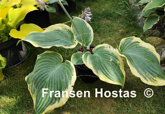 Hosta Gigantosaurus