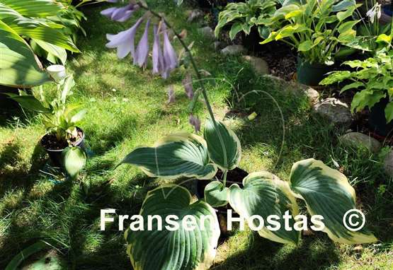 Hosta Gigantosaurus