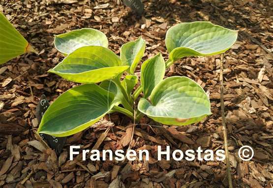 Hosta Gilded Teacup