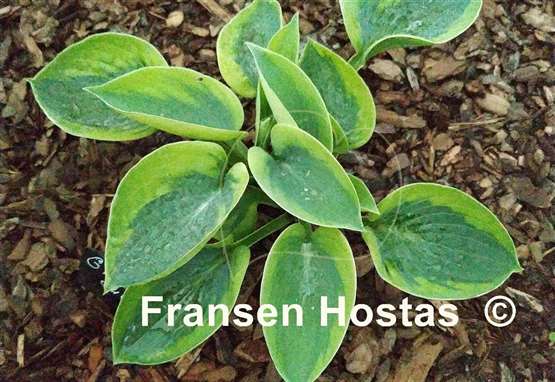 Hosta Gilded Teacup