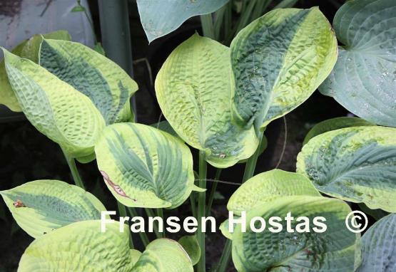 Hosta Gilded Cup
