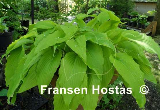 Hosta Gilt by Association