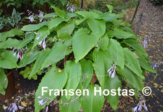 Hosta Gilt by Association