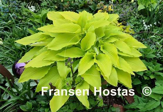 Hosta Gilt by Association
