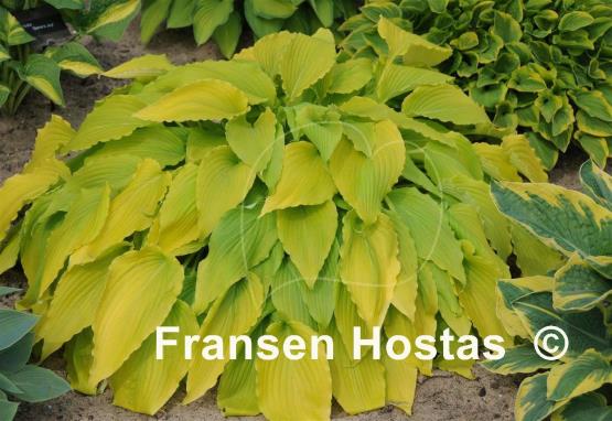 Hosta Gilt by Association