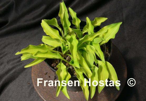 Hosta Gingee