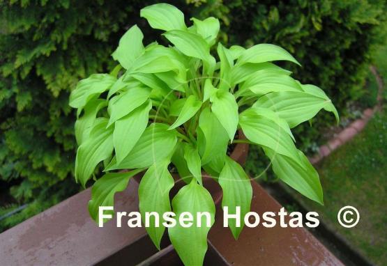 Hosta Gingee