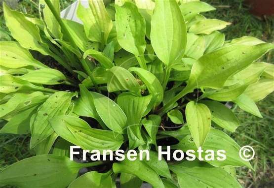 Hosta Gingee