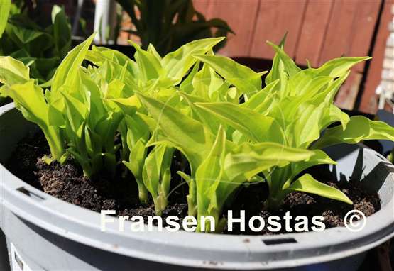 Hosta Gingee
