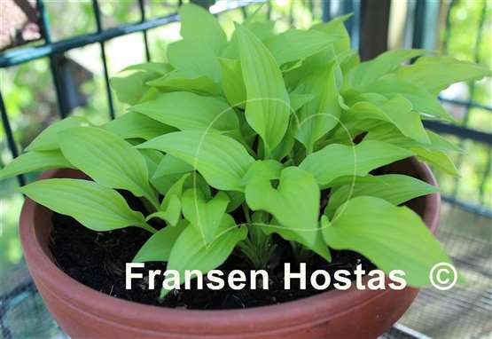 Hosta Gingee
