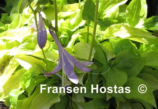 Hosta Gingee