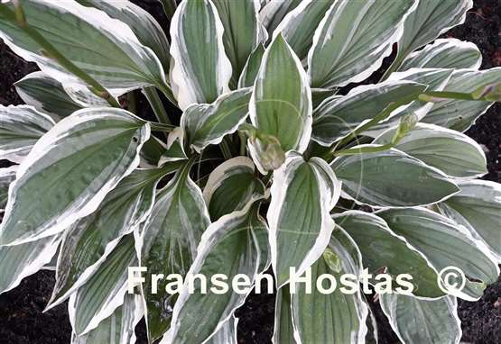 Hosta Ginko Craig