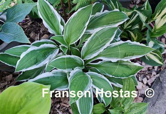 Hosta Ginko Craig