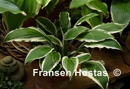 Hosta Ginko Craig