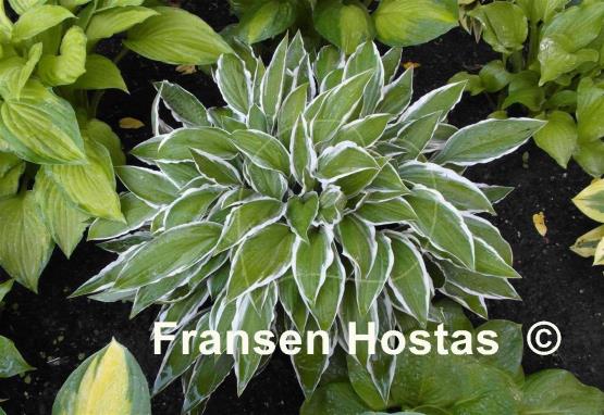 Hosta Ginko Craig