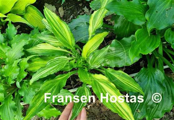 Hosta Ginsu Knife Supreme