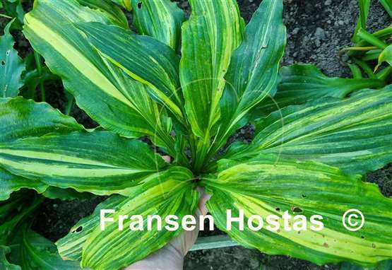 Hosta Ginsu Knife Supreme