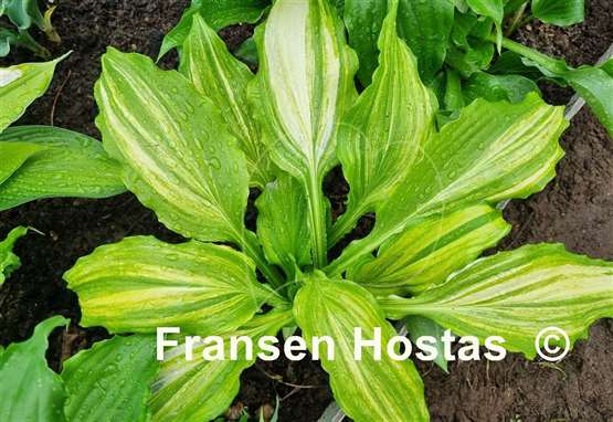 Hosta Ginsu Knife Supreme