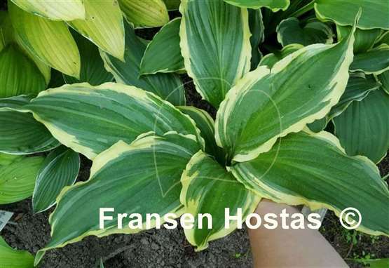 Hosta Ginsu Knife