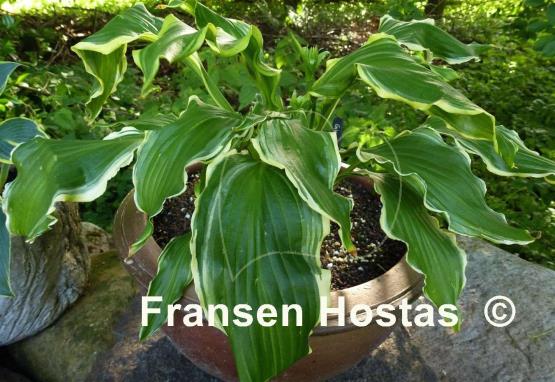 Hosta Ginsu Knife