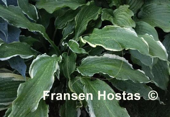 Hosta Ginsu Knife