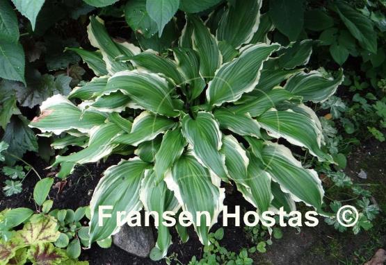 Hosta Ginsu Knife